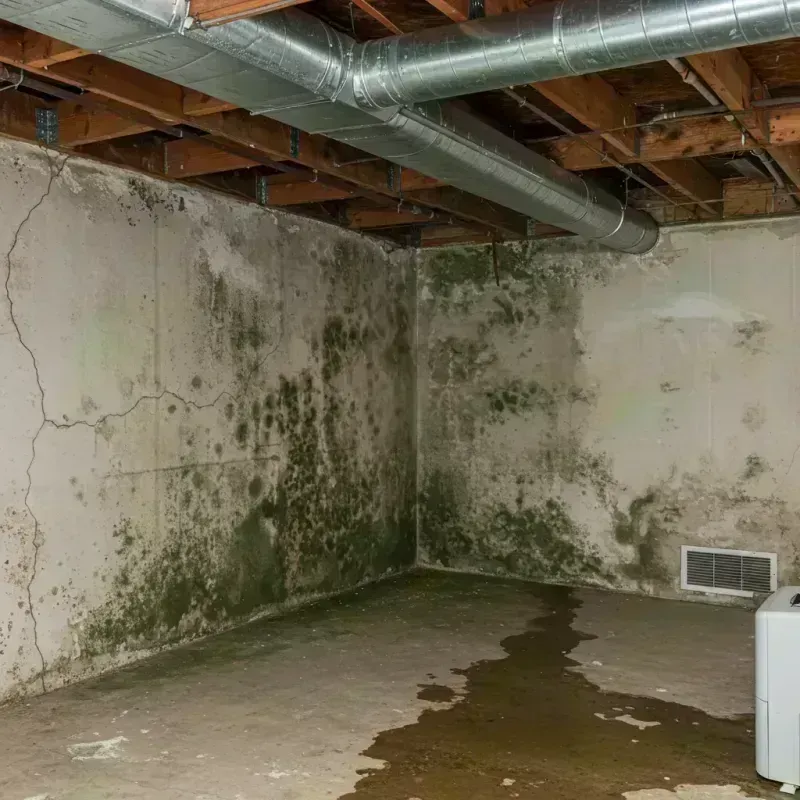 Professional Mold Removal in Gifford, IL